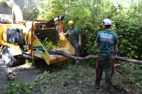 tree services San Diego